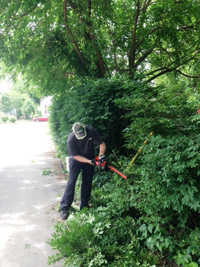 Blitz 2014 bush trimming