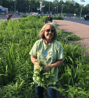 RainGarden7